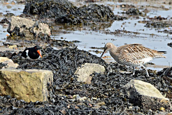 curlew
